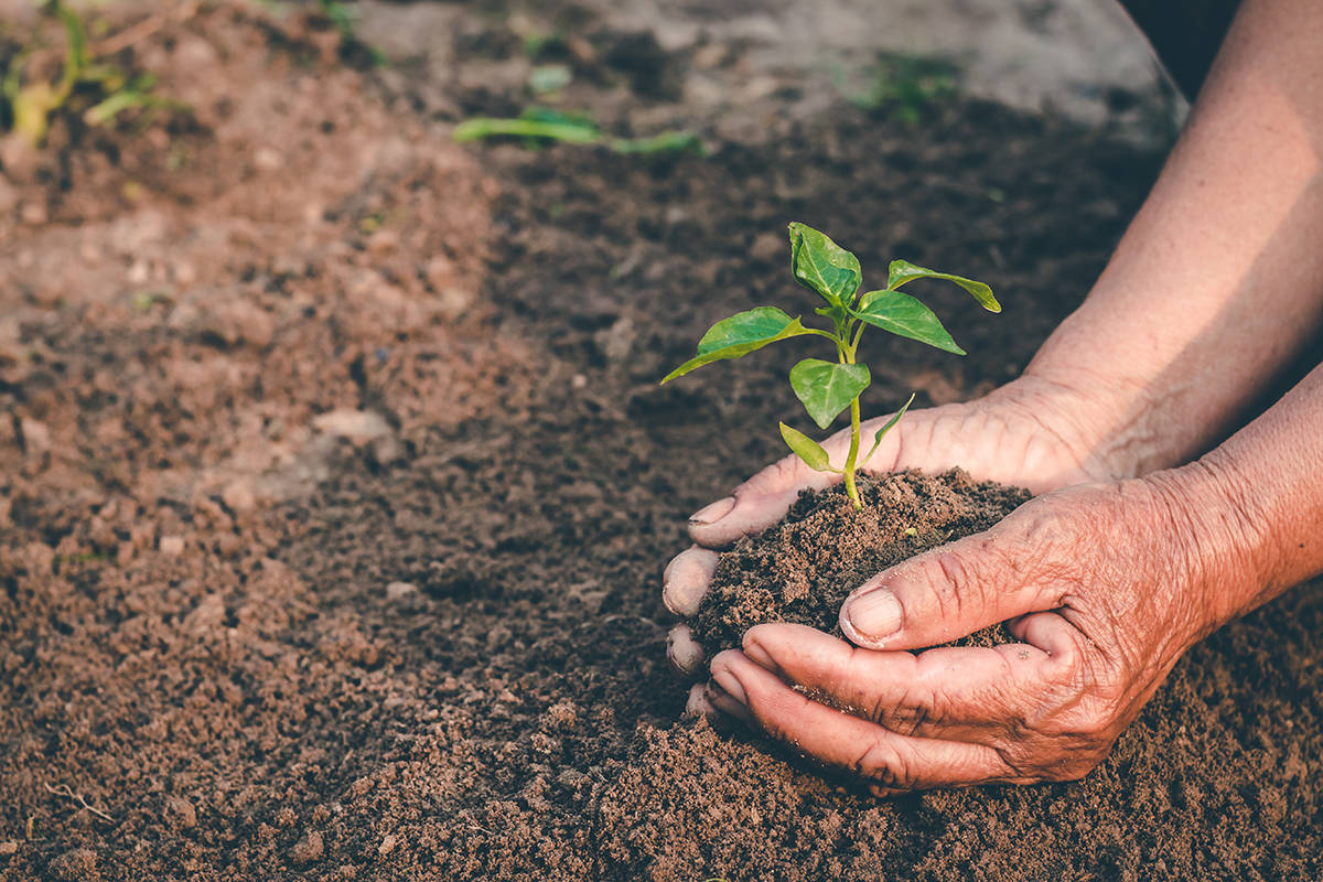 Hands planting a small tree in soil